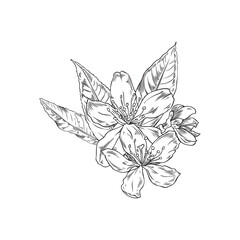Hand drawn monochrome almond flower with leaves sketch style