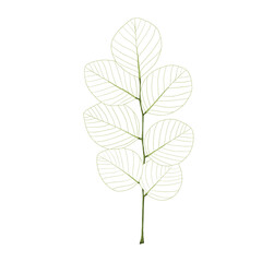 Isolated leaf on the white background. Tree silhouettes. set of leaf pine silhouette collections. Set for the design of various works, brochures, posters. 