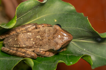 A Polypedates leucomystax, commonly called Striped tree frog, perches on leaf