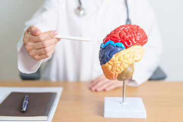 doctor with human Brain anatomy model. World Brain Tumor day, Brain Stroke, Dementia, alzheimer,...