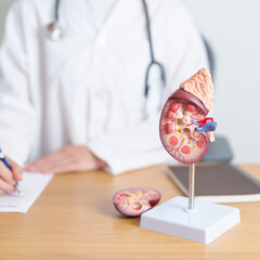 Doctor with Kidney Adrenal gland anatomy model. disease of Urinary system and Stones, Cancer, world...