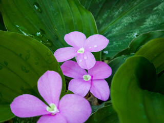 Vinca or Periwinkle Plant surrounded by green leaves