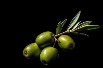 Obraz premium Olive Branch Green On Black Background