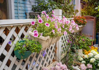 petunias flowers in hanging flower pot