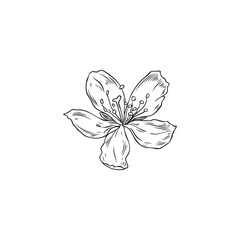 Hand drawn monochrome almond flower sketch style, vector illustration