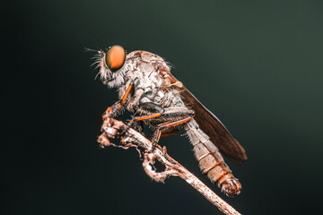 Close up a robber fly on branch and dark background, Nature background, Big eye insect, Thailand.