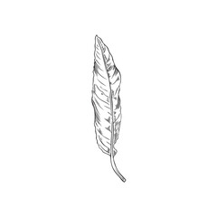 Hand drawn monochrome almond vertical leaf sketch style