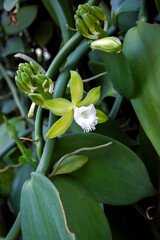 Vanilla flower on Tree