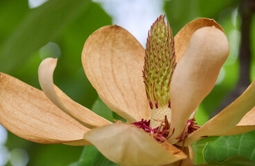 ホオノキの花 / Flower of Magnolia obovata