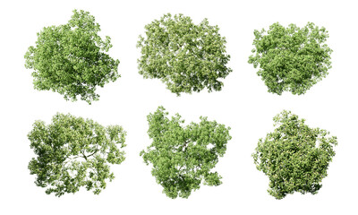Obraz premium Top view tree isolated on white background 