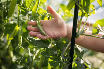 child's hand plucks pod of green peas in garden. healthy organic food