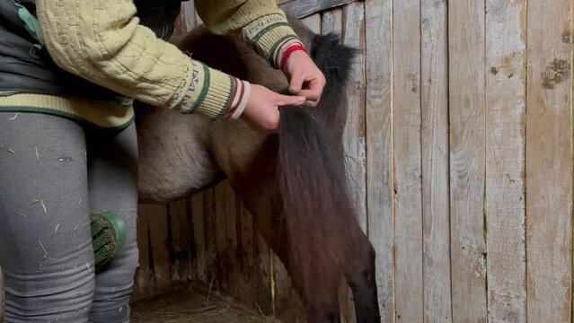  A woman untangles and combs a pony's tail in a stable