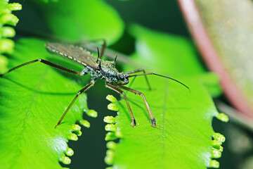 The beetle on green leaf