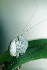 The white grasshopper on green leaf
