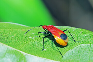 The beetle on green leaf