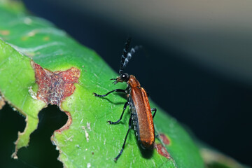 The beetle on green leaf