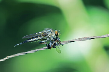 A fly insect  and prey on a line