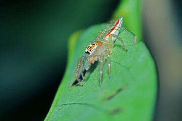 A jumper spider on green leaf