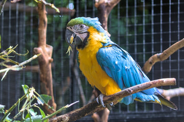 Large colorful South American macaw ara parrot sitting outdoor close up. A large bird that lives in the wild in the tropical jungle with large colorful plumage.