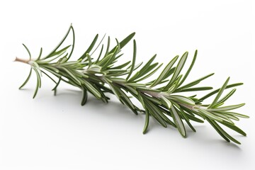 Fototapeta premium rosemary branch on white background. Generative AI