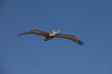 A Galapagos Brown Penguin (Pelecanus occidentalis) in flight.