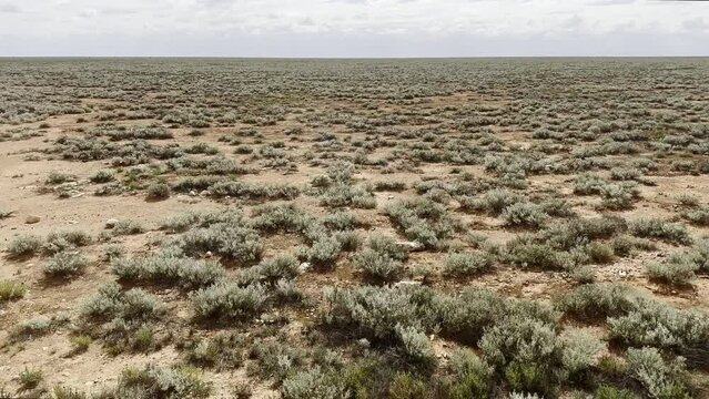 Slow moving train passes Nullarbor Plain of Western Australian desert. Grey green Saltbush dominates the scene with occasional tyre tracks