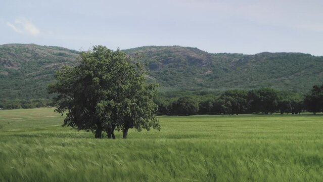 Super slow motion static shoot of a solidary treen in a field of green wheat blowing in the wild