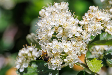 Flower with a pollinating bumblebee