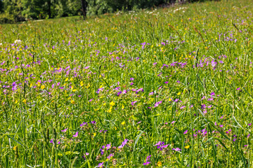 Fototapeta premium Wood cranesbill flowers on a meadow in the summer