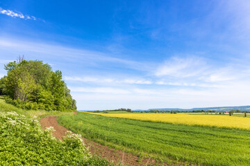 Fototapeta na wymiar Rural landscape view with flowering rapeseed