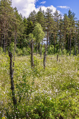Flowering tussock cottongrass on a bog