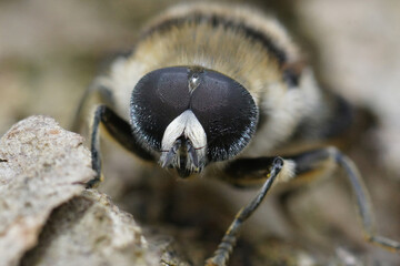 Detailed frontal closeup on a colorful , bulky Mediterranean hoverfly, Merodon clavipes sitting on wood