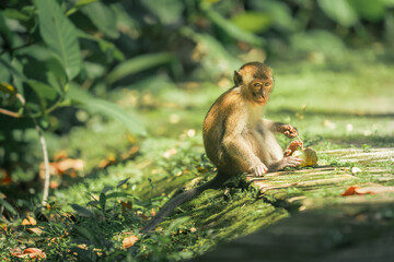 coconut shenanigans mischievous monkey's playful encounter in the wild