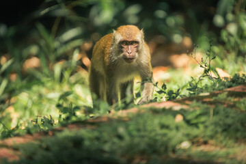 bold and fearless alpha monkey's unwavering gaze