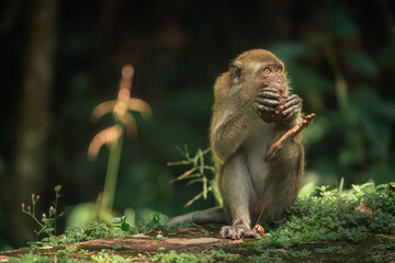 wild delicacy primate indulging in a fresh coconut treat