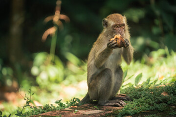 feast in the forest monkey enjoying a coconut snack