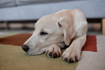 Portrait of sleepy white puppy lying on carpet at home in cute pose with paws, copy space