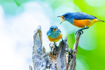 The Orange-bellied Flowerpecker on a branch
