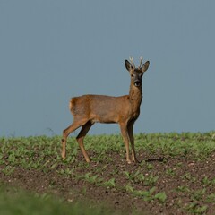 Reh Bock auf einen Feld