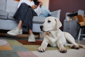Front view portrait of cute white puppy lying on floor at home by womans feet, copy space