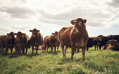 Cows, farm and agriculture landscape with grass, field of green and calm countryside nature....