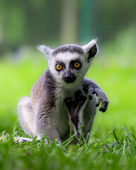 Obraz premium Baby Lemur