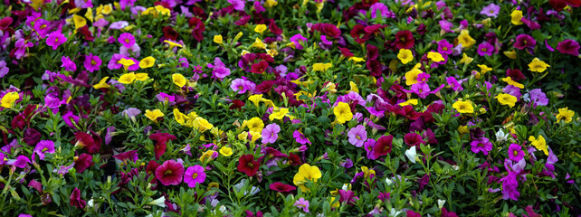 Petunias flowers yellow and purple color background, fresh delicate plants blooming