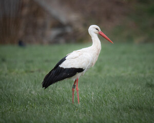 Storch auf ein Feld