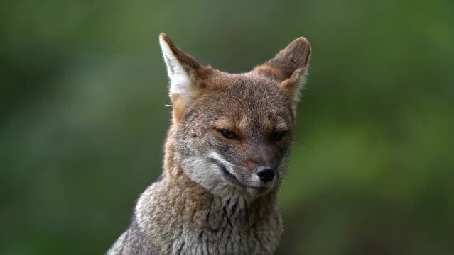 A cute wild gray fox, he does not lose his attention and stays alert, while enjoying a quiet moment.