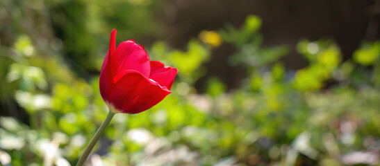 Obraz premium Close-up of beautiful delicate red tulip