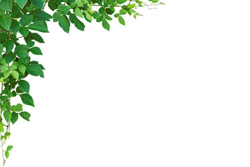 Green leaves frame on white background. Hanging jungle vine plant bush