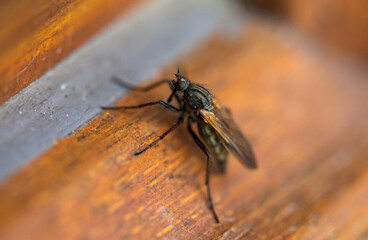 Detail of a fly standing on the ground