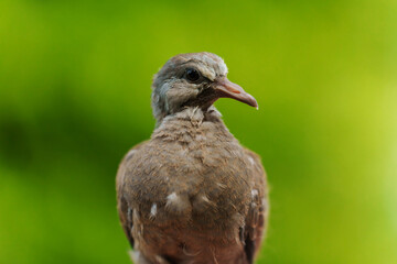 baby dove on green nature background