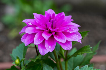 Detail of purple flower of Dahlia pinnata plant with drops of water